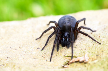 Lace Weaver Spider on a Rock