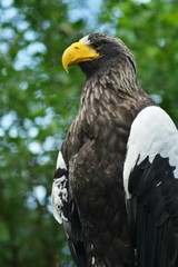 Bold Eagle