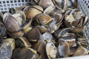  mussels