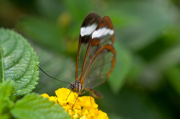 Fototapeta premium Glass winged butterfly on yellow flower