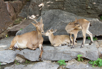 Mountain goats.