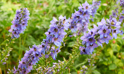Beautiful blue violet flowers