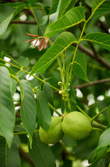 Obraz premium two unripe walnuts on the tree