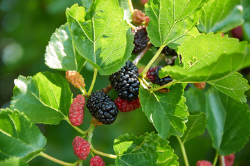 black ripe and red unripe mulberries