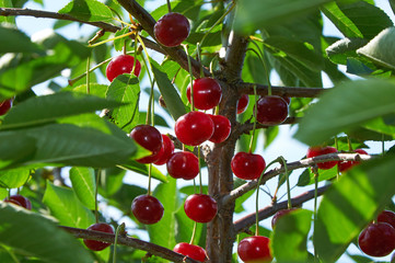 Branch of cherry tree