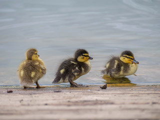 Mallard chicks