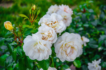 Light pink roses in macro