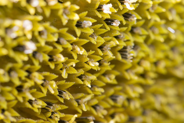 Macro Sunflower