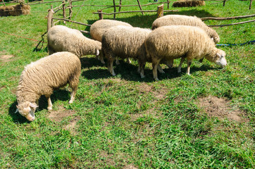 Obraz premium Sheep on meadow