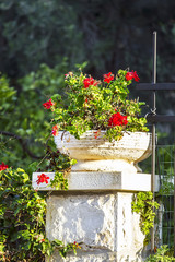 Naklejka premium Spring flowers in Israel