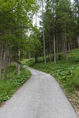 Fototapeta na wymiar Road inside a forest in the italian dolomites