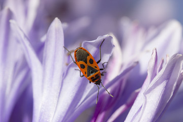 beetle soldier on a violet flower