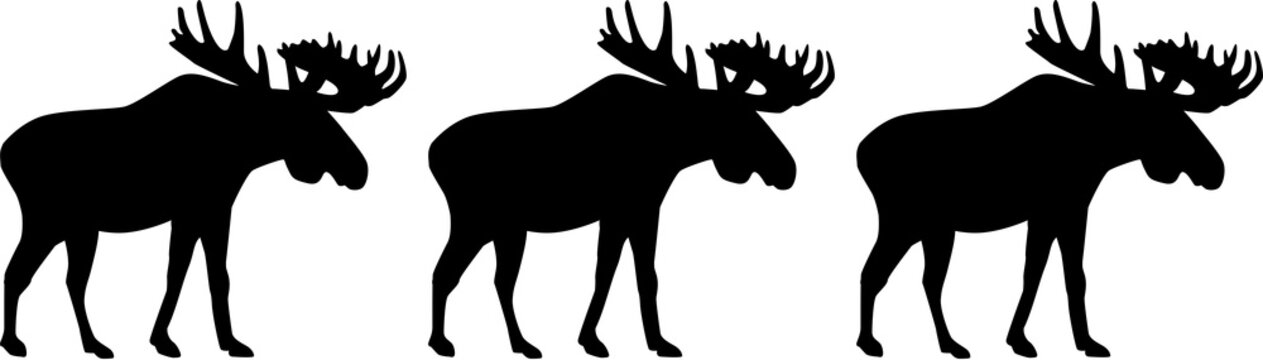 Three moose elk