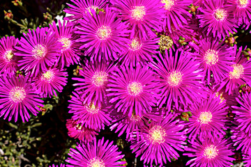Spring flowers in Israel