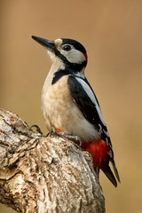 Great spotted woodpecker
