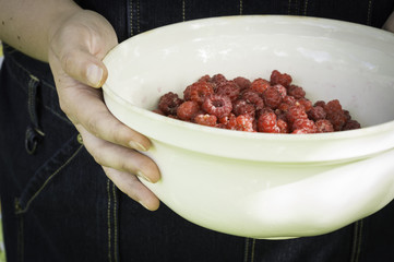 Woman's hands holding a bowl of fresh picked wild raspberries. Outdoors in shade. Denim apron background.