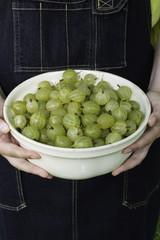 Woman's hands holding a bowl of fresh picked gooseberries Outdoors in shade. Denim apron background.