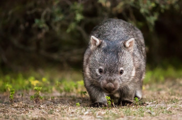 schüchterner Wombat