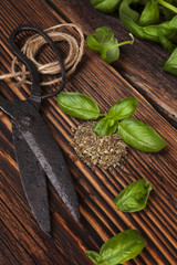 Aromatic culinary herbs, basil.