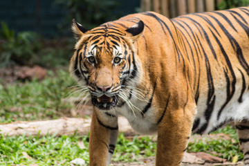 Fototapeta na wymiar waiting tiger in a zoo