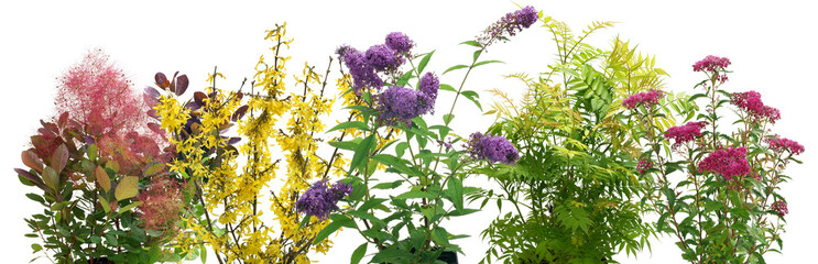 Shrubs on a white background © 7monarda