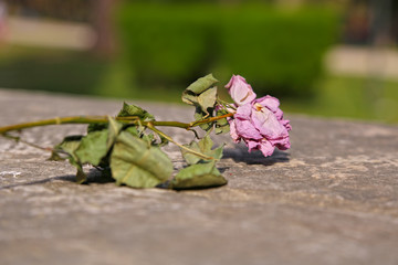 Rose fanée posée sur une pierre