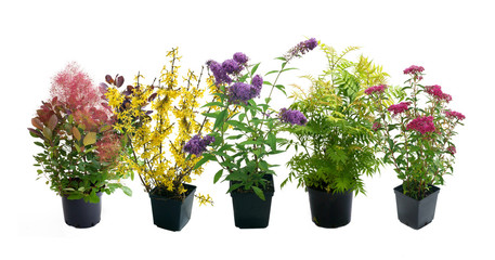 Shrubs in containers on a white background - obrazy, fototapety, plakaty