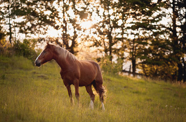 brown horse on sunset