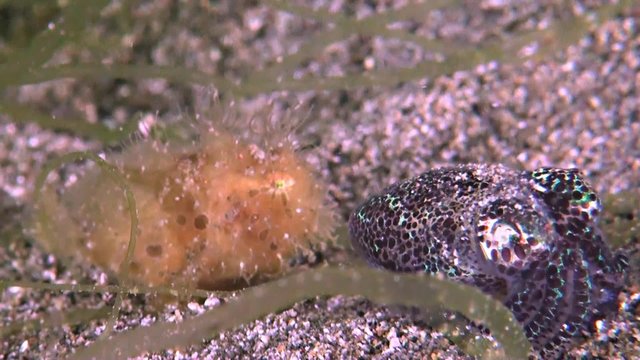 Hairy Frogfish with a Bobtail squid. The size of this Frogfish is less than 3 cm. Antennariidae, Antennarius striatus
