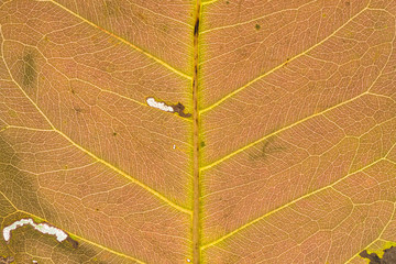 Detail a net of the ripe leaves