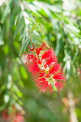 Flowering Callistemon.