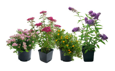 Shrubs in containers on a white background