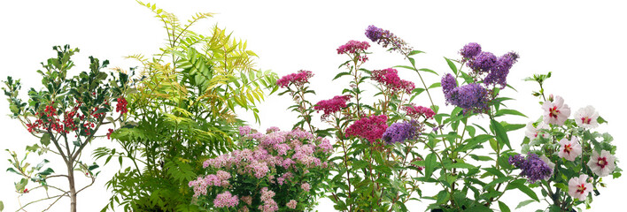 Shrubs on a white background