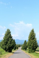 Fototapeta premium 美瑛町の夏の並木道