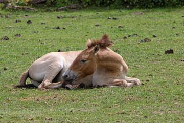 Obraz premium Przewalski-Pferde