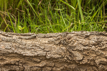 Cutting trees for firewood in Thailand.