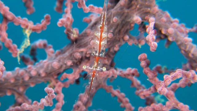 Transluent Gorgonian Shrimp. Manipontonia psamathe, Commensal shrimp, Palaemonidae