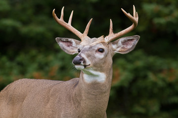 Closeup of majestic whitetail deer buck framed by dense forest.