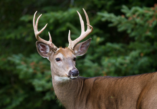 Fototapeta Closeup of majestic whitetail deer buck framed by dense forest.