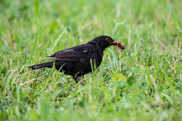 Fototapeta premium Amsel-Hahn