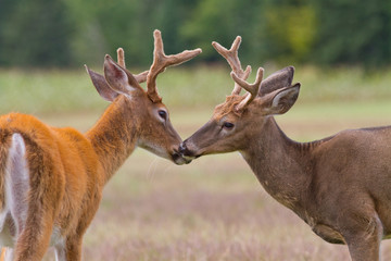Two whitetail deer bucks touching noses in an open field.
