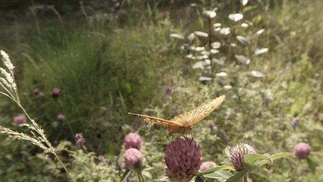 spotty brown butterfly in the sun on a pink clover in the woods close-up