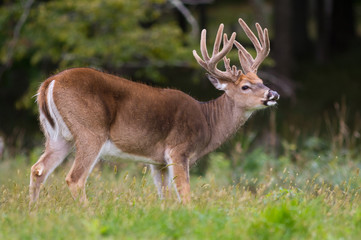 Naklejka na ściany i meble Trophy whitetail deer buck standing in an open field.