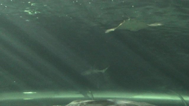 View on a manta ray laying on the bottom in sun rays blinking and watching various sharks and fish swim over