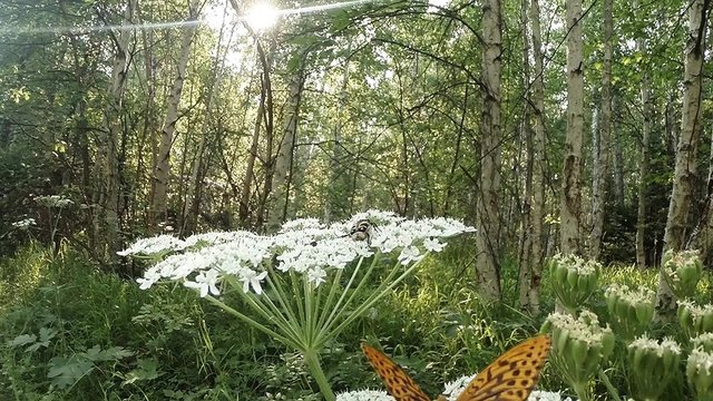 spotted butterflies flying over a huge white flower in the forest sun,  beetle

