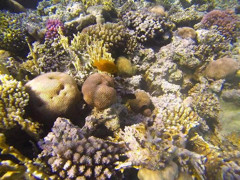 Yellow Pomacentrus sulfureus, black Diadema setosum, polyps, brain corals, Acropora, Porites corals underwater life
