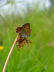 on the withered flower #2