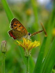 butterfly and dandelion #2