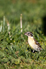 Female Black-headed Grosbeak in spring breeding plumage
