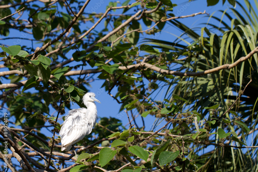 Sticker Immature Little Blue Heron in characteristic white coloration